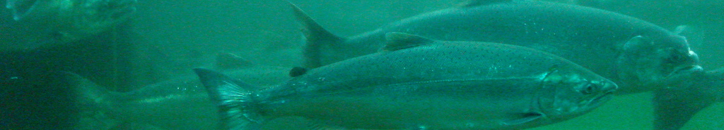 Wild Salmon Fishing header image 4